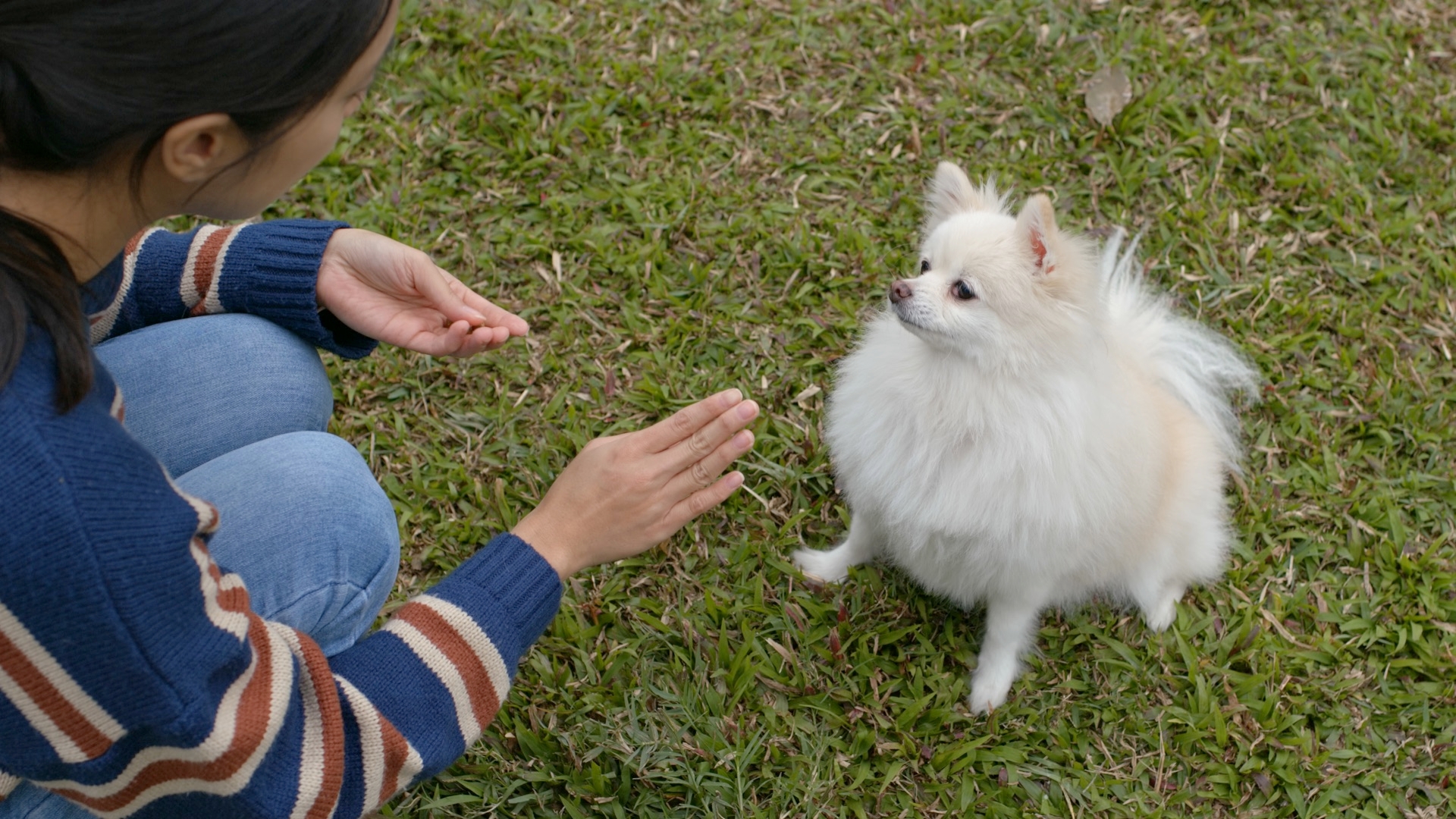 Using Food In Dog Training
