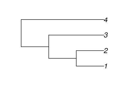 A phylogeny with four species
