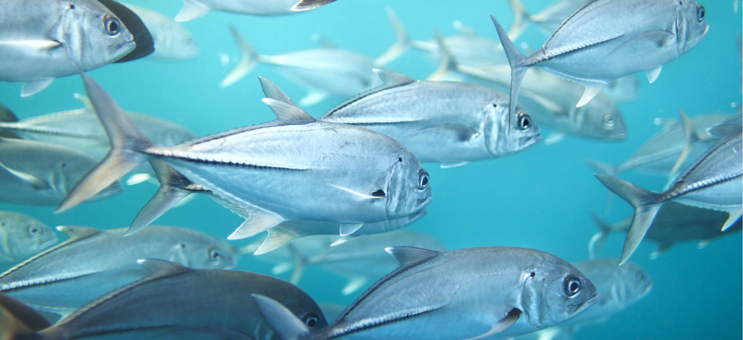 A school of tuna swimming underwater