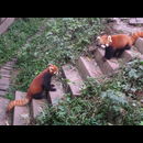China Red Pandas 17