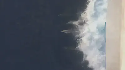 Dolphins riding the wake of the ship.
