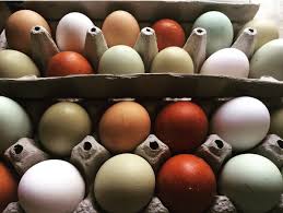 different colored chicken eggs