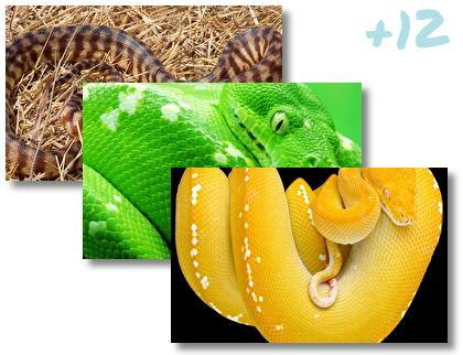 Python theme pack