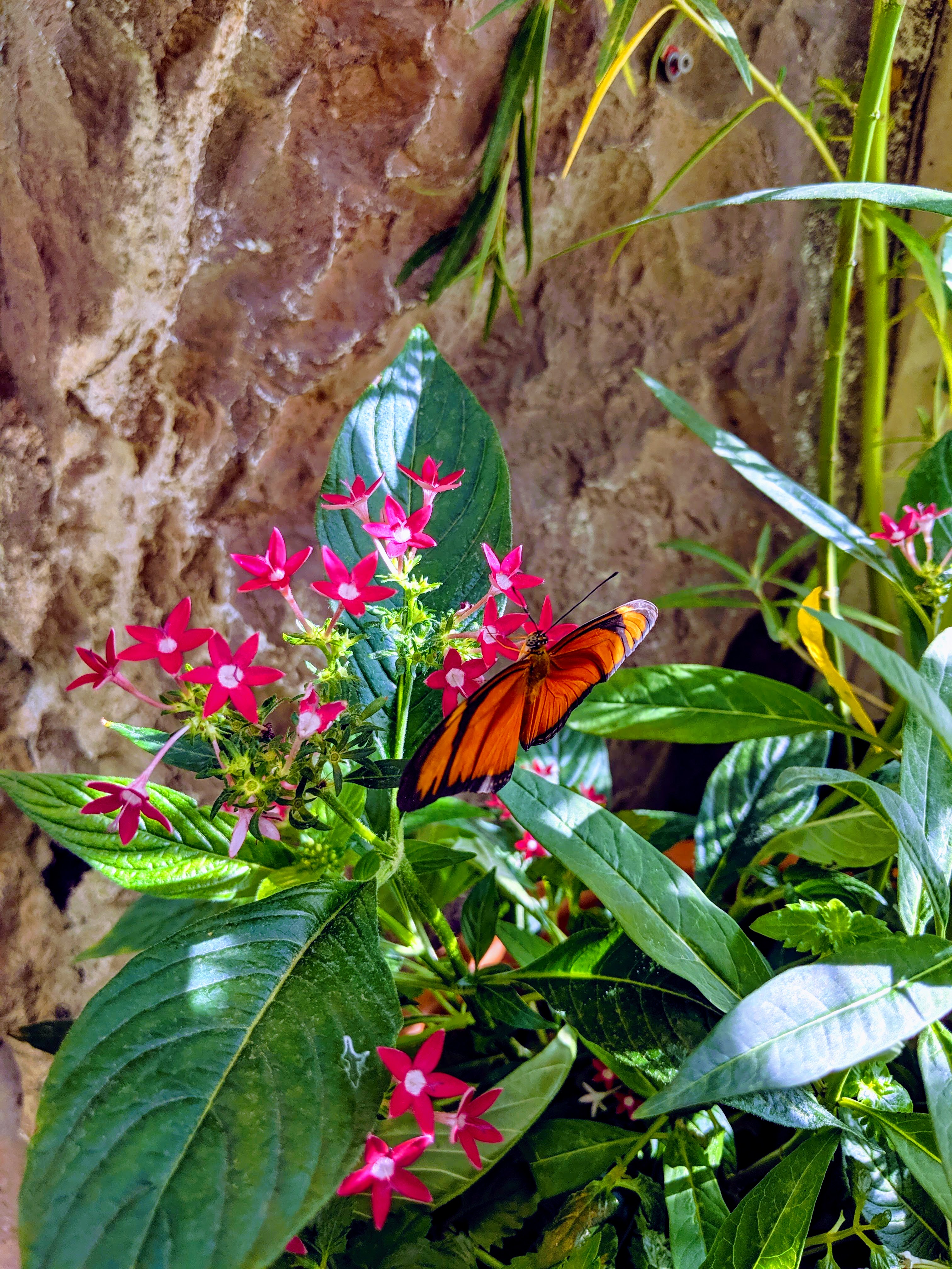 Vienna Butterfly House
