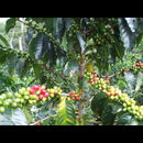 Colombia Coffee 2