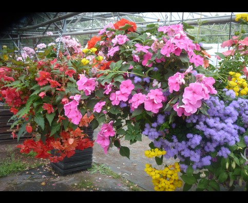 England Hanging Baskets 3