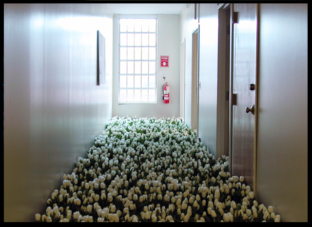 a hallway, lit by a big window at the end, floor full of white tulips