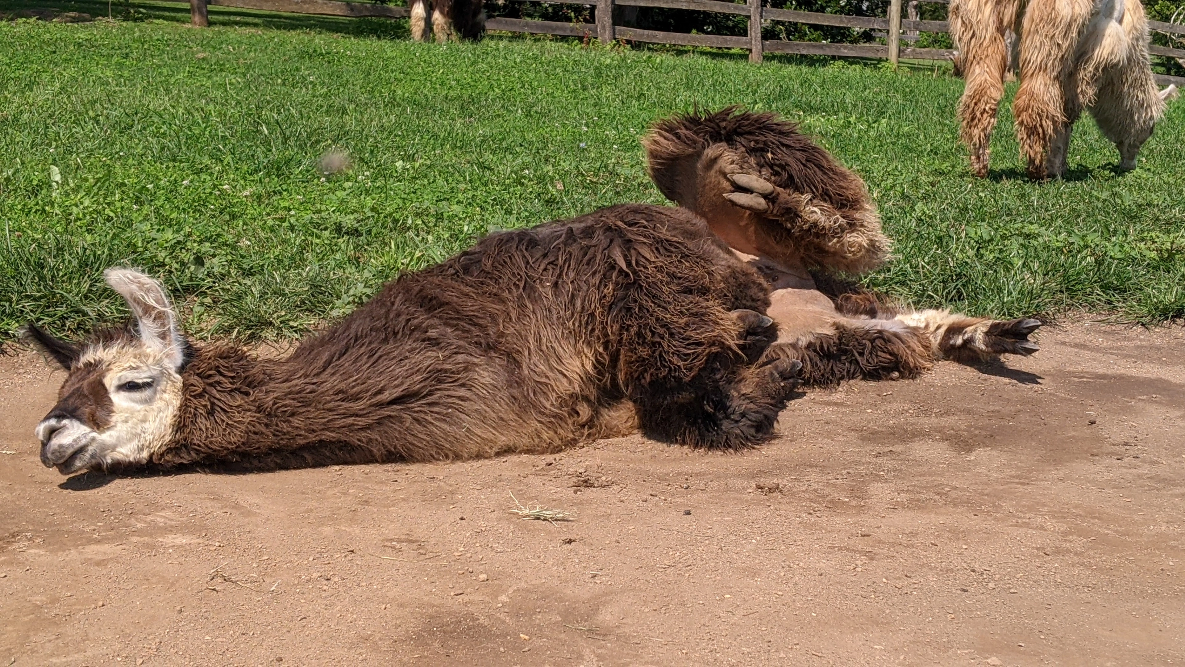 An image of a llama named Kabooki rolling in the dirt