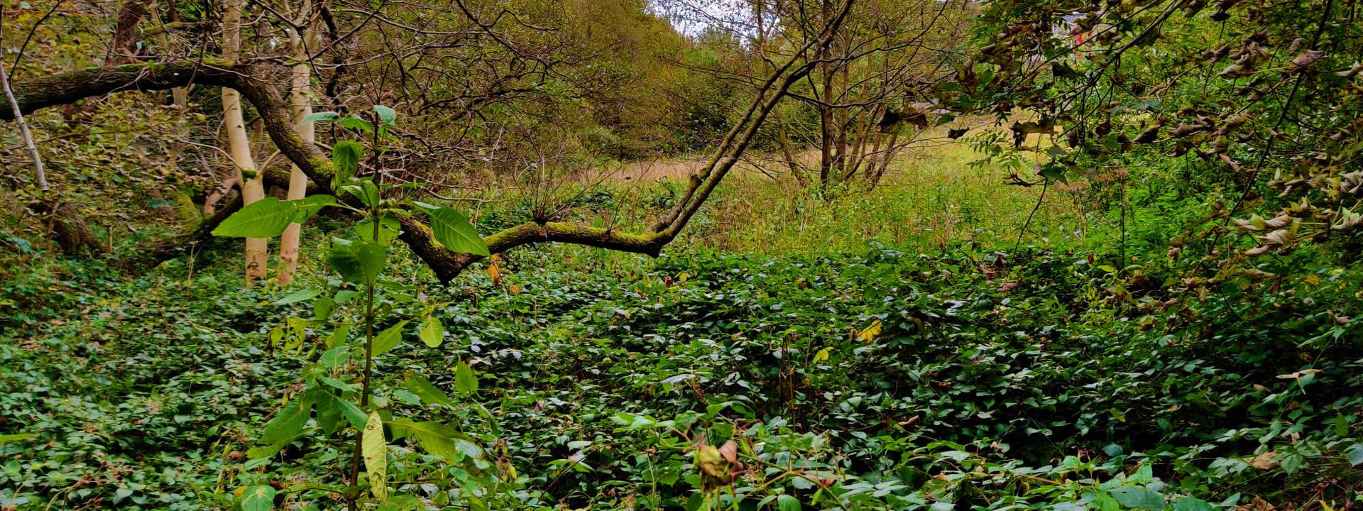 Adel Woods Discover Leeds