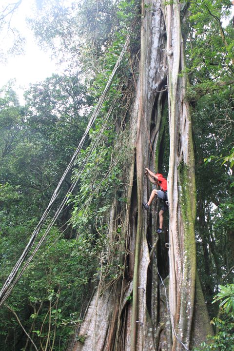 Climb a Giant Fig Tree