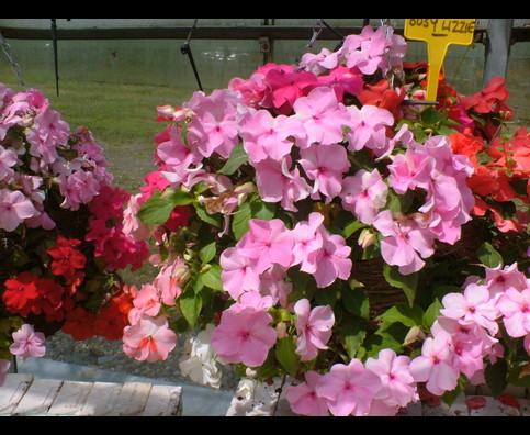 England Hanging Baskets 15