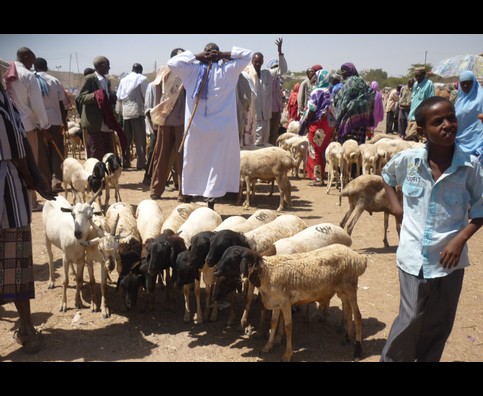 Somalia Animal Market 6