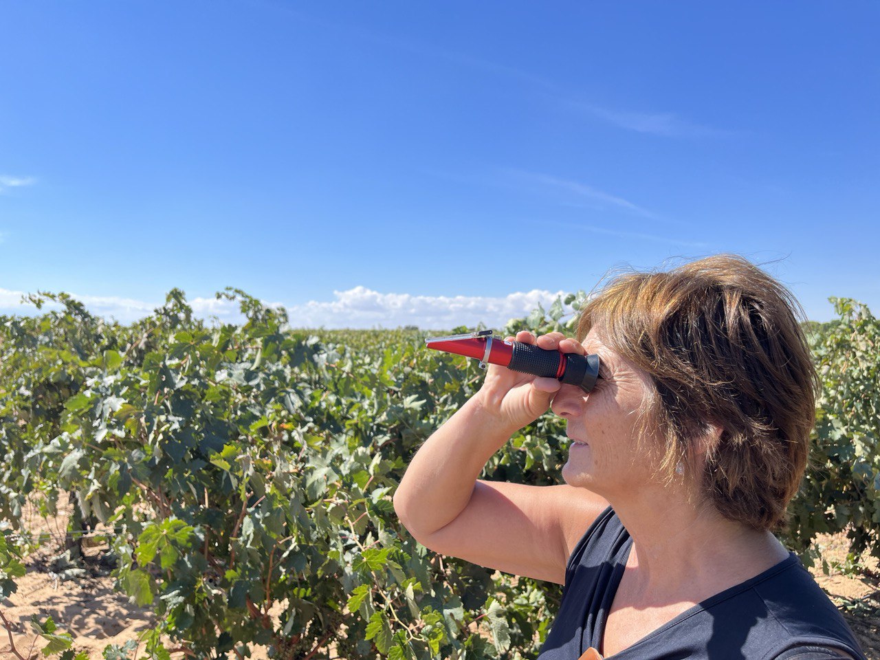 mujer midiendo el grado de la uva en un vinedo