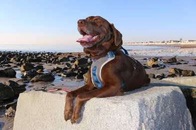 6 Great Dog-Friendly Beaches
