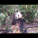China Pandas 19