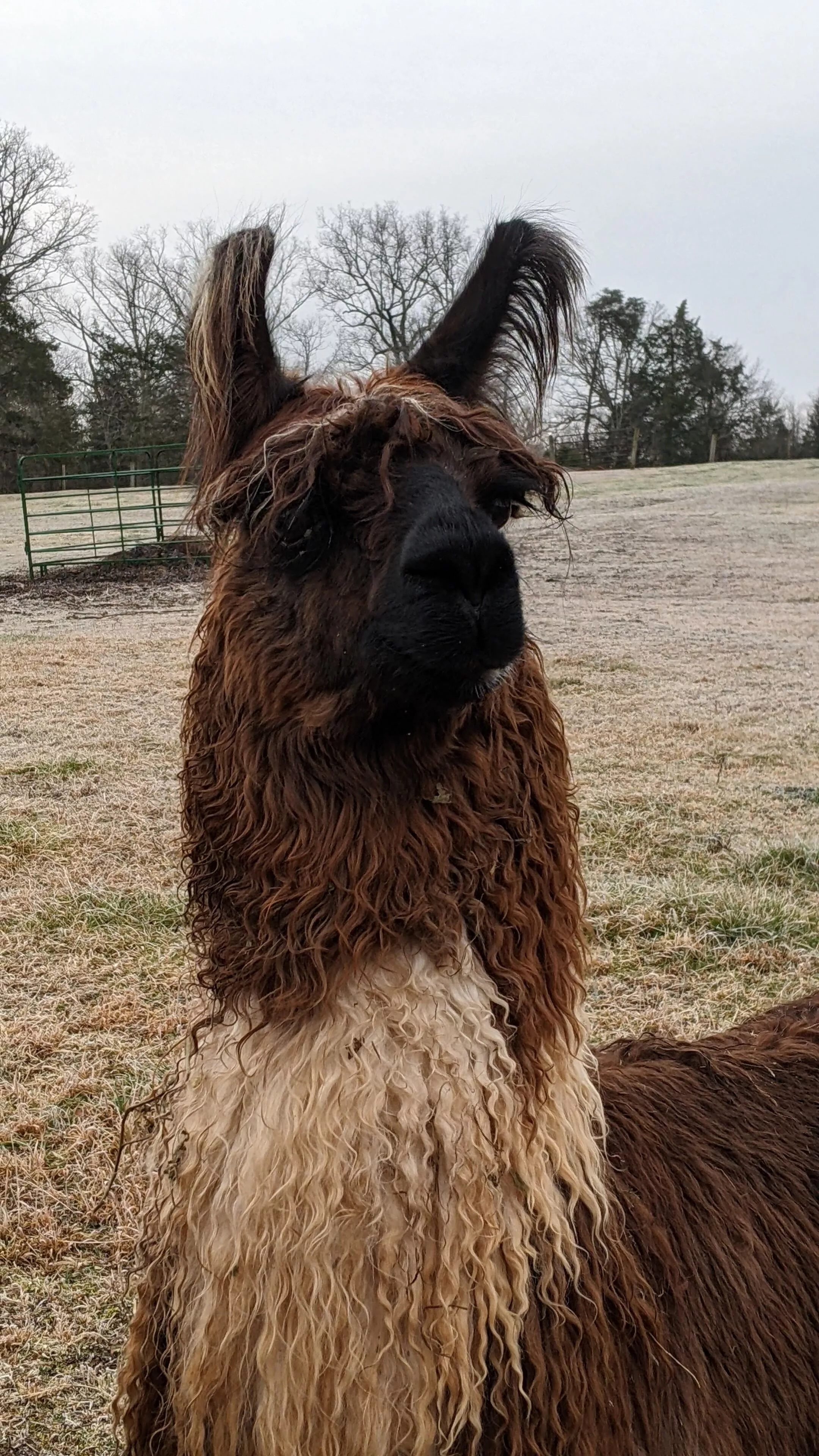 An image of a llama named Racer