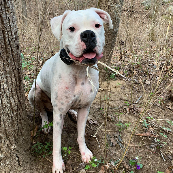 A headshot of a white boxer dog sitting on a trail in the woods.