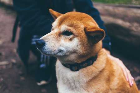 7 things you need to know before adopting a Shiba Inu - Featured image