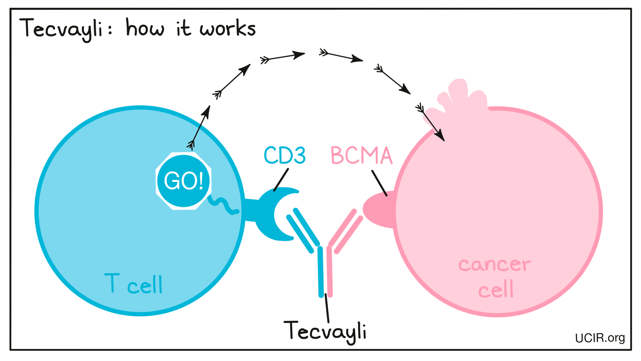 Illustration showing how Tecvayli works
