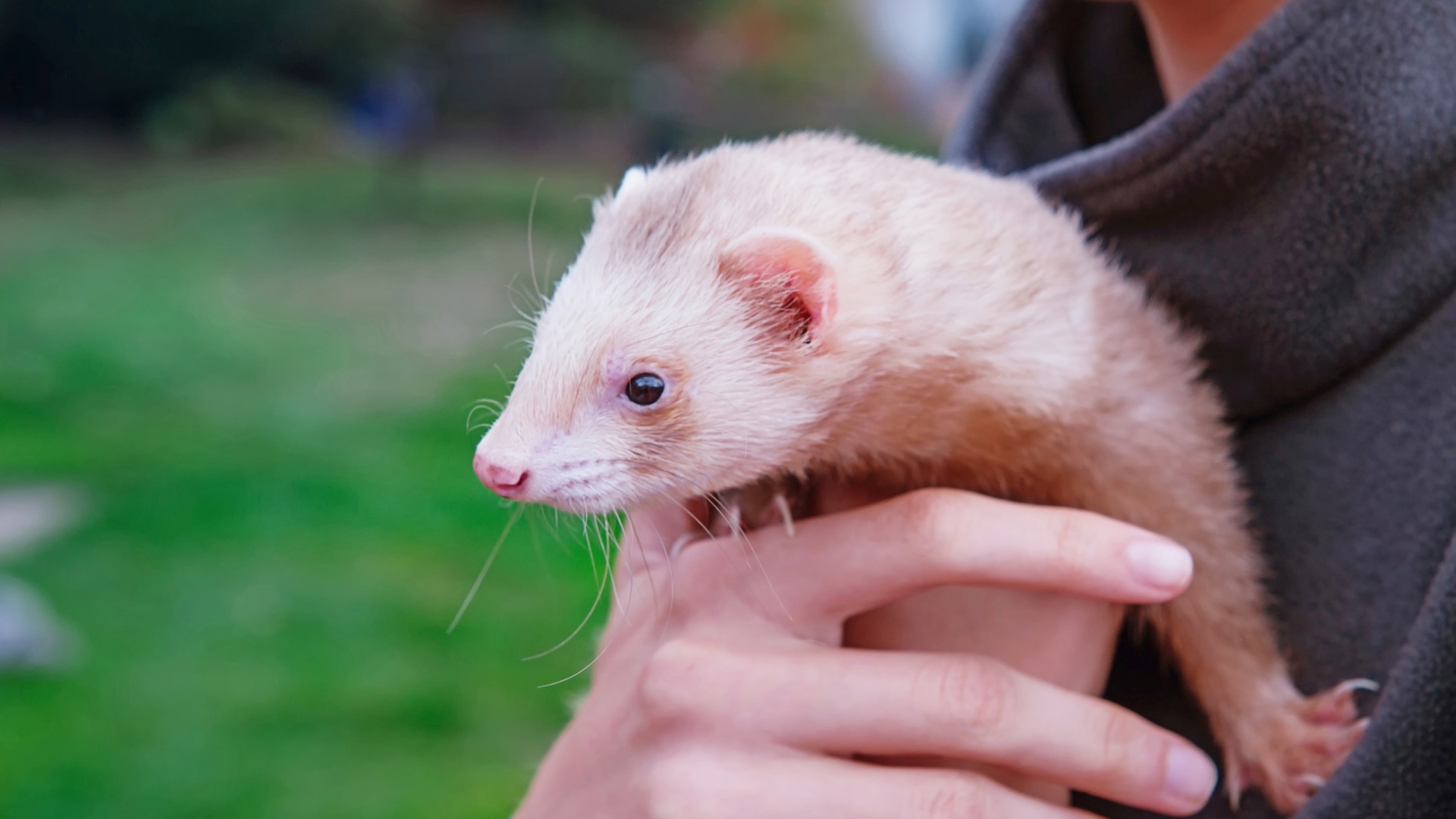 How To Stay Healthy Around Ferrets