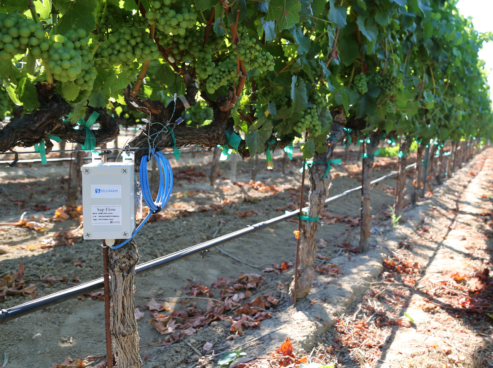 A sap flow module installed in a vineyard row