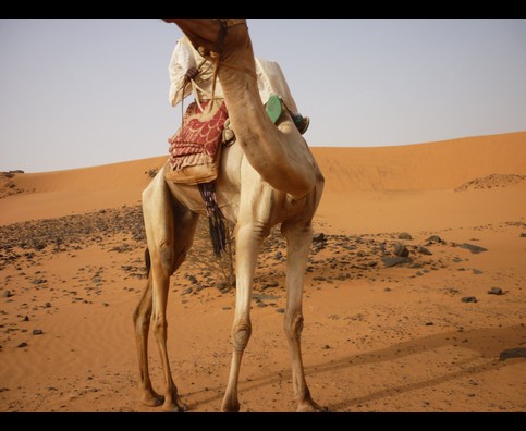 Sudan Desert Walk 28