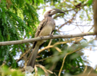 african grey horn bill