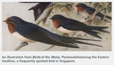 An illustration from Birds of the Malay Peninsula featuring the Eastern Swallow, a frequently spotted bird in Singapore.