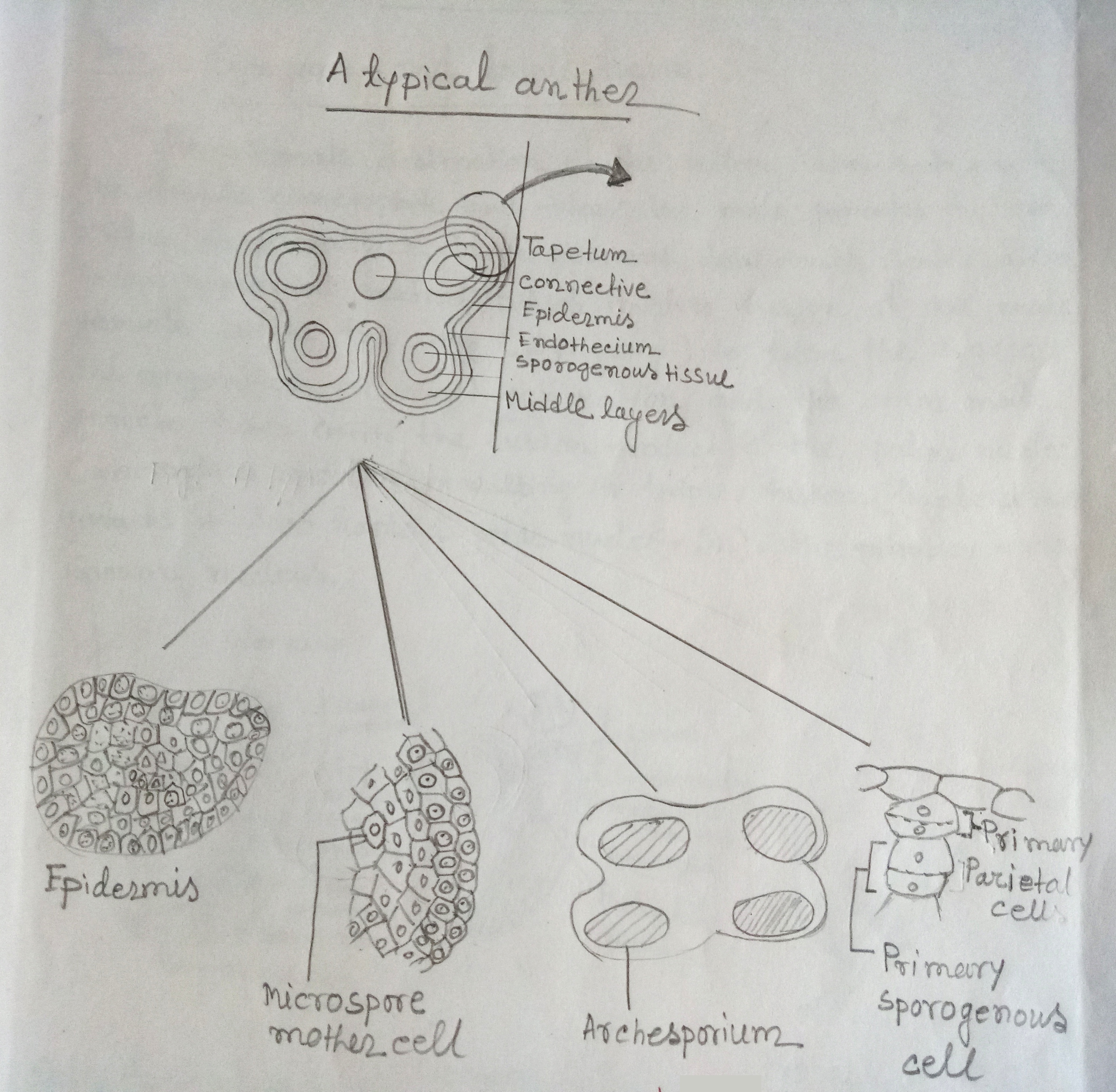 Make a schematic diagram of the ontogeny of anther wall layers ...