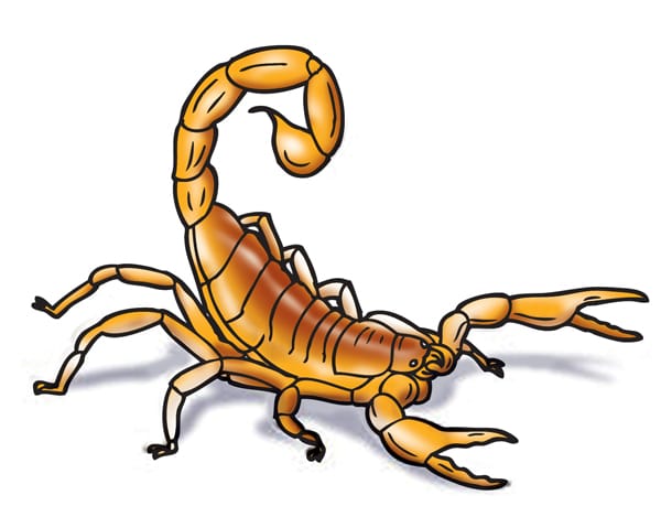 Scorpion