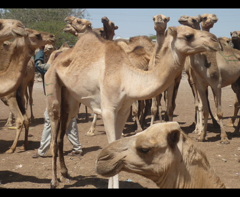 Somalia Camel Market 13