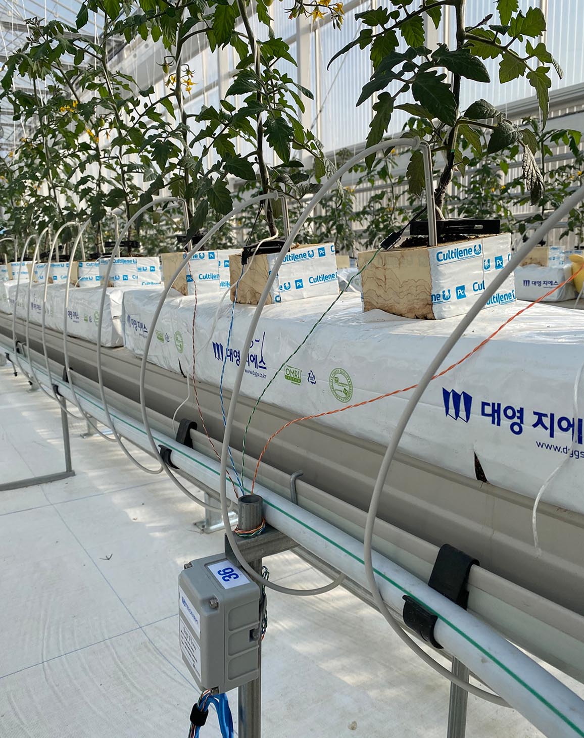 Tomato plants in a greenhouse with sensors installed