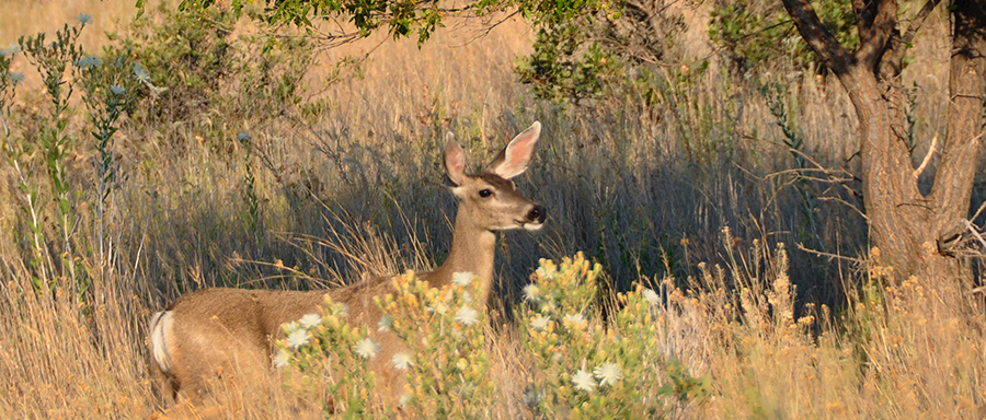 Mule Deer