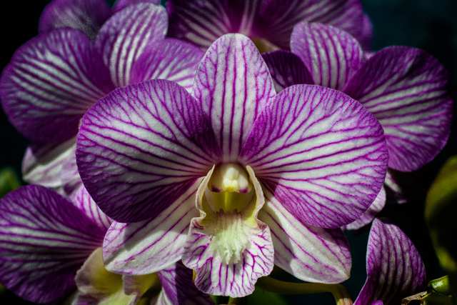 Orchid 01, 