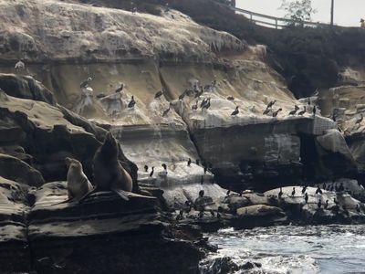 Sea lions and seagulls on a rocky coast