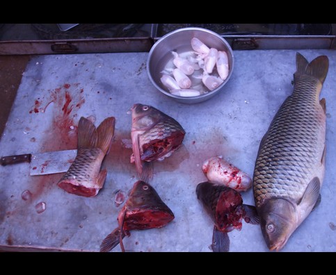 China Fish Markets 14