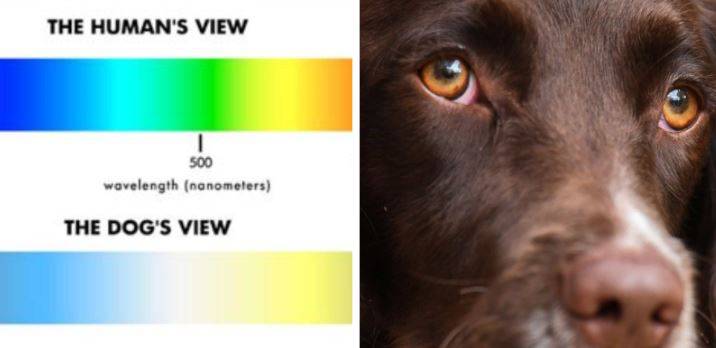 dog eyes and comparison of dog's vision compared to humans