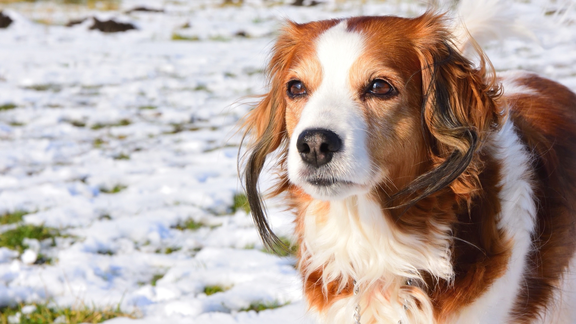 Cold Weather Pet And Livestock Health And Safety Tips