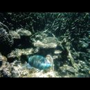 Coral Bay snorkelling 3