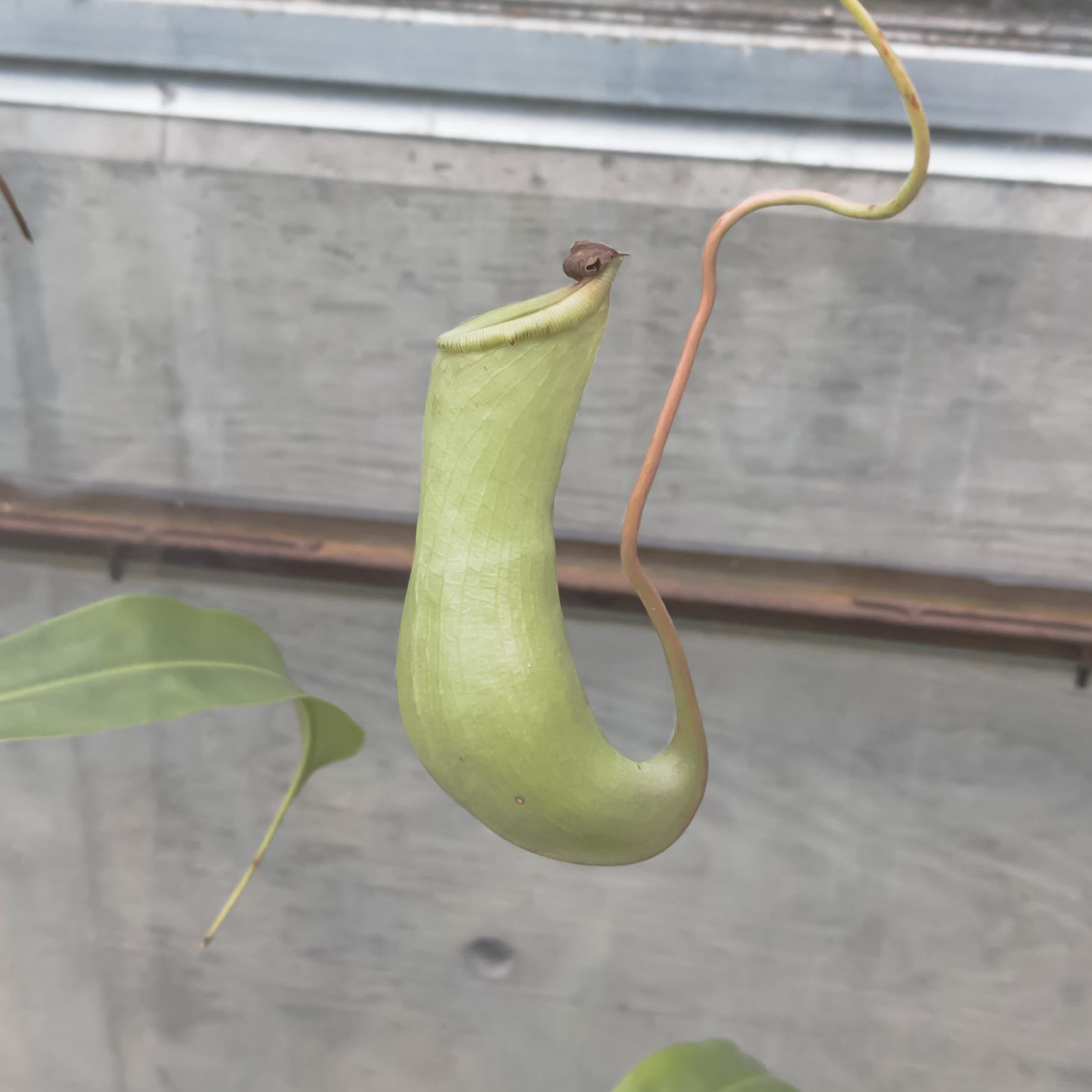 A pitcher plant hangs down on a vine.