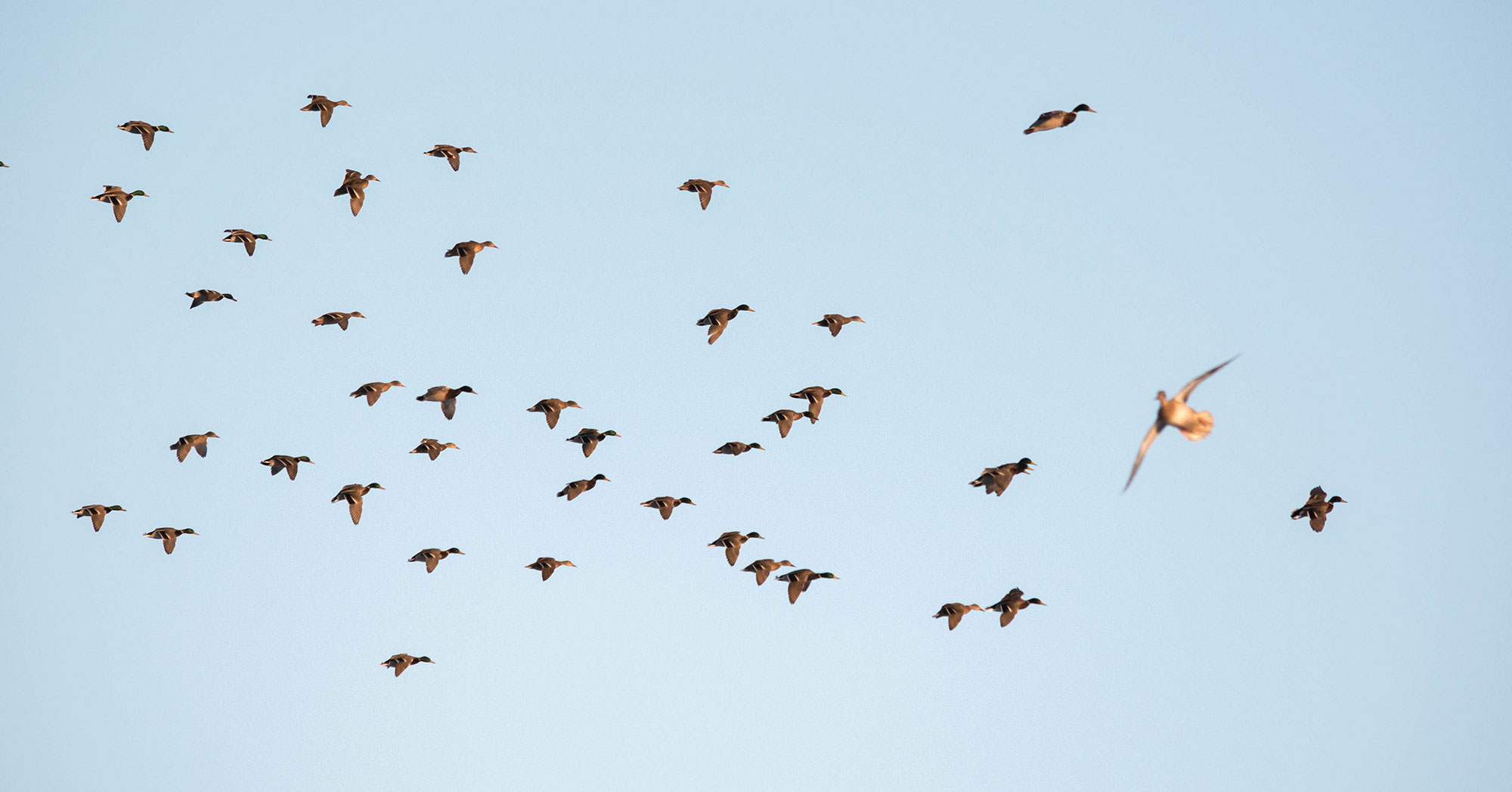 Mallard Ducks Hunted in Nebraska