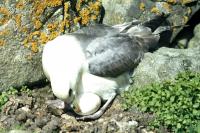 A Fulmar tends to her egg