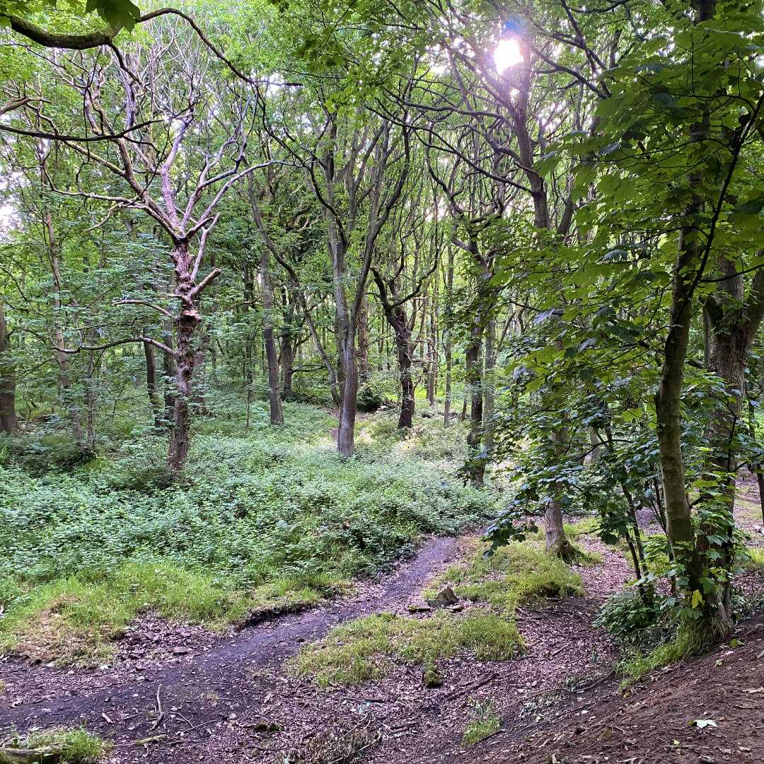 Bramley Fall Woods path and woods