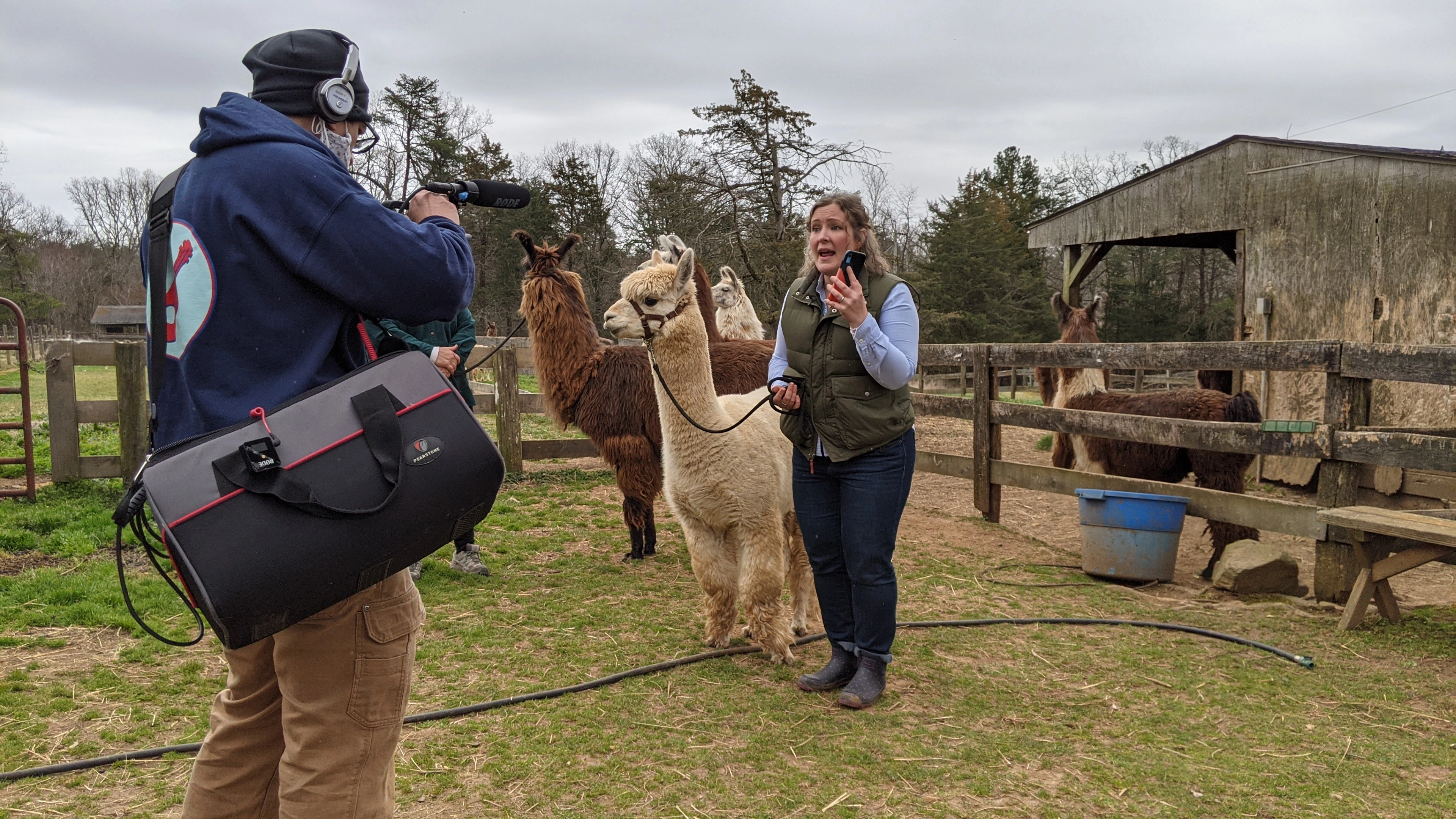 An alpaca named Storm being filmed for a TV show