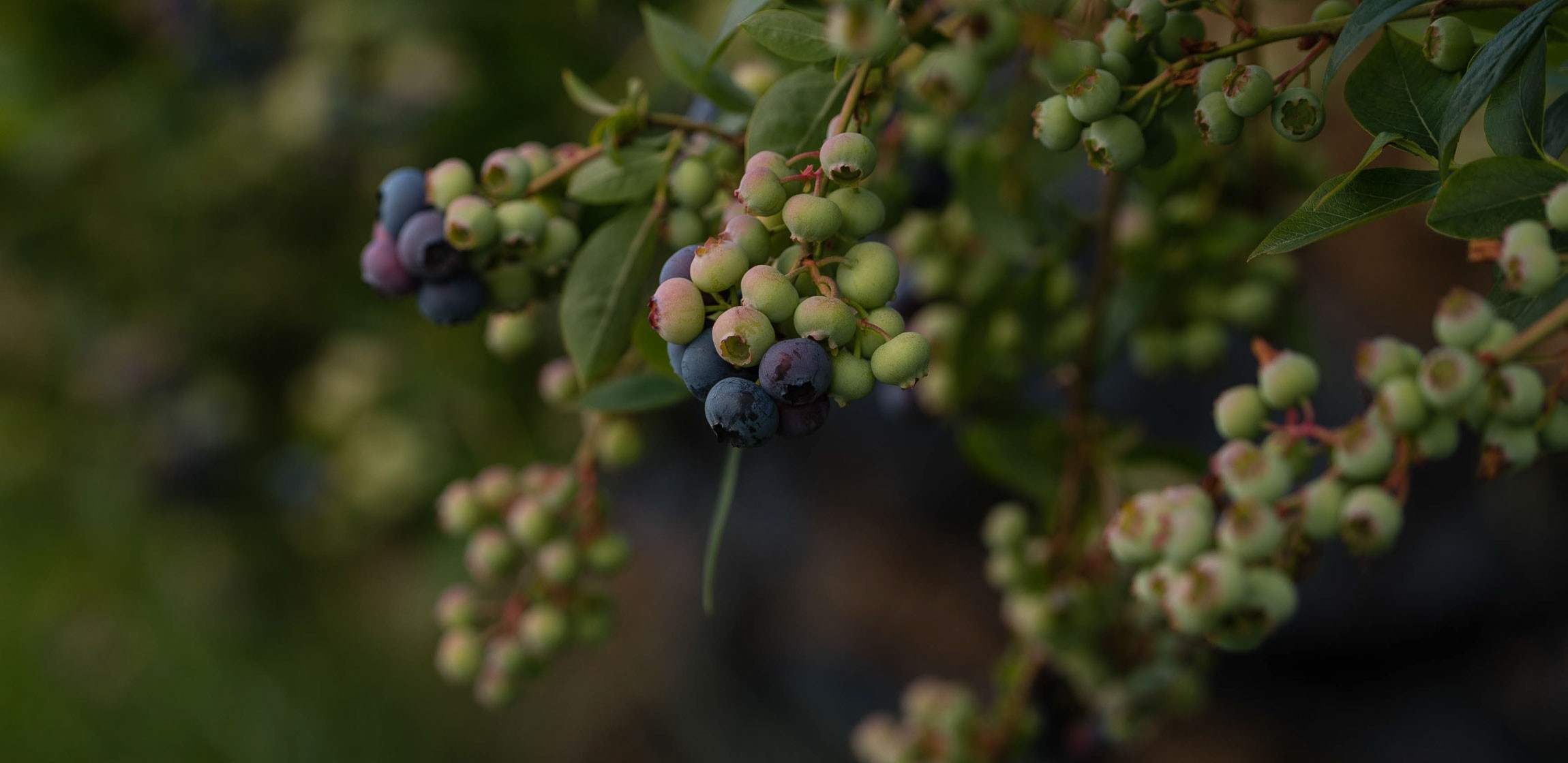 Blueberries growing on a bush at UBC Farm