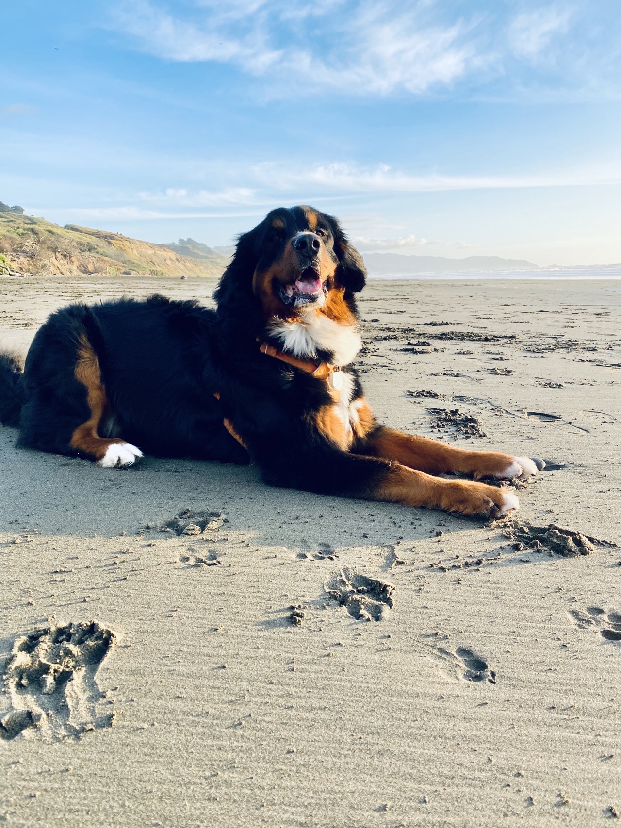 Lyra on her beach