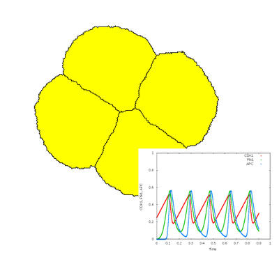 Cells divide according to an oscillatory ODE model representing the early cell cycle in *Xenopus*.