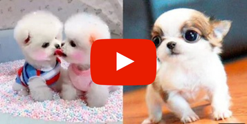 Olha o que esse cachorro aprontou