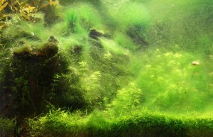 Removing Algae in a Fish Tank - How Is It Done?