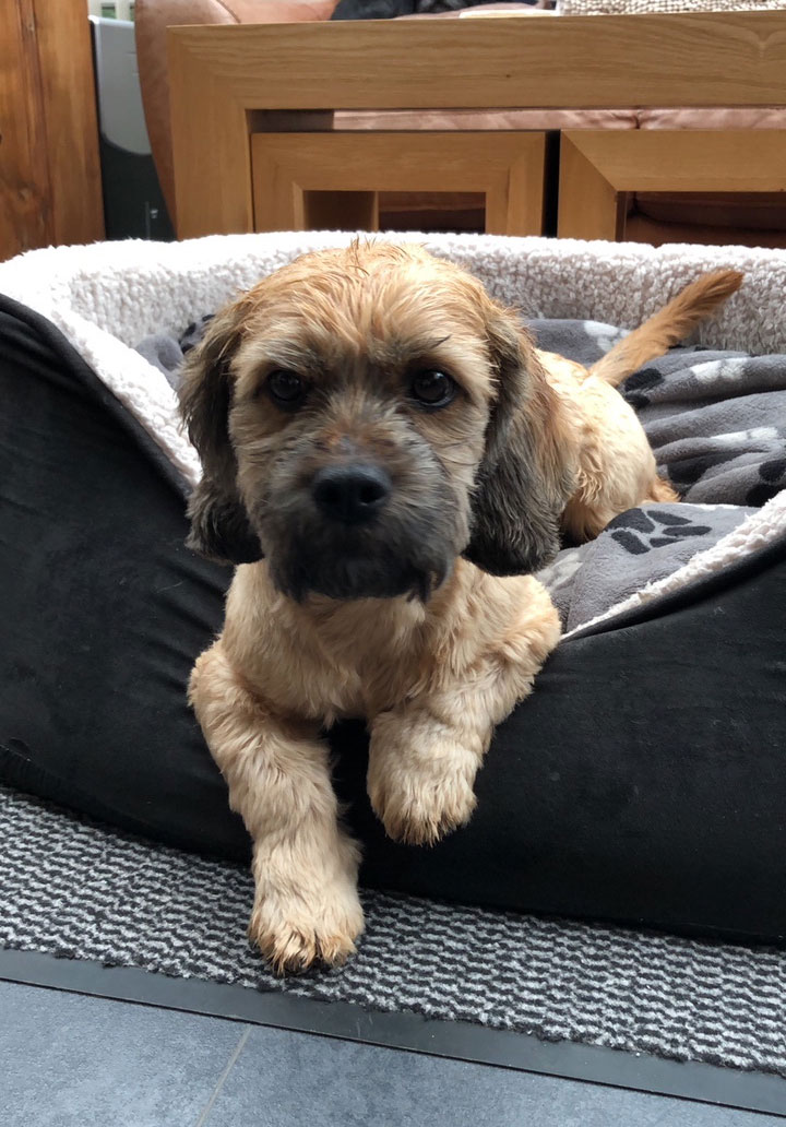 Meet Teddy
